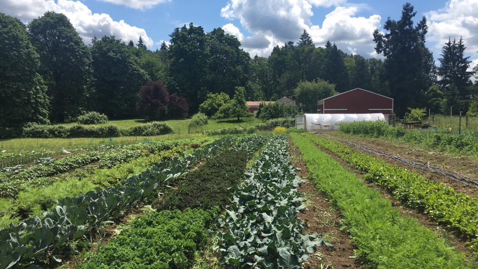 Sun Love Farm in Oregon City, site of our CSA pickup