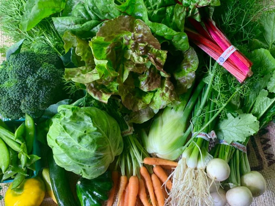 Carrots, chard, cabbage, fennel, turnips, broccoli and more in a Sun Love Farm CSA share