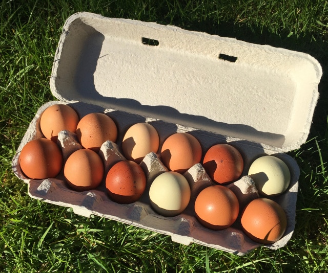Eggs from Out of Ashes Farm, a Sun Love Farm CSA add on