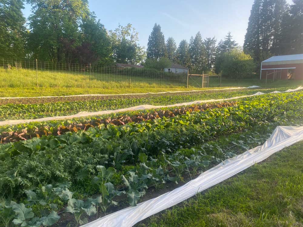 A field full of vegetables growing at Sun Love Farm in Oregon City, with a barn and house in background