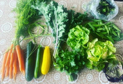 CSA share with carrots, squash, kale, lettuce, parsley, snap peas and salad mix