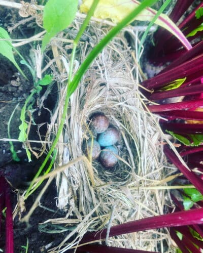 Bird nest with eggs in our chard plants