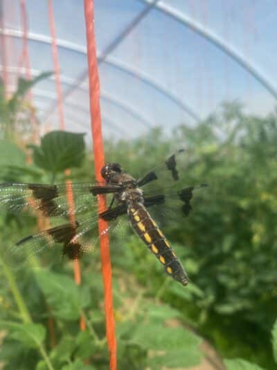 Dragonfly in the greenhouse