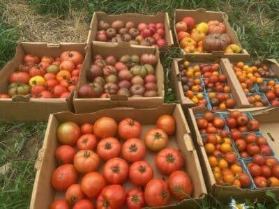 Tomatoes harvested for the CSA