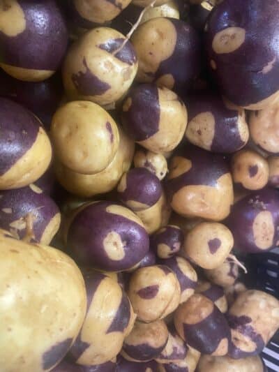 Purple and white potatoes for the CSA