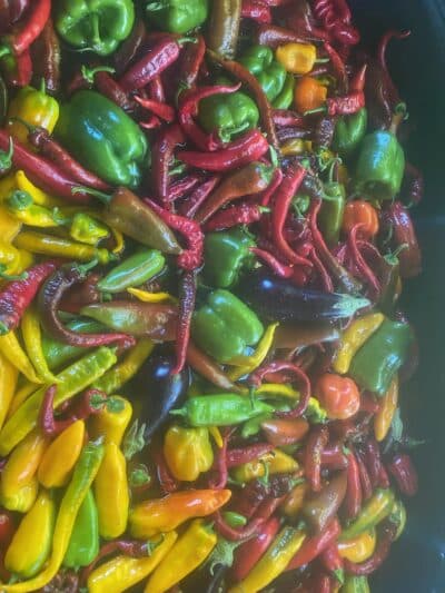A pile of peppers