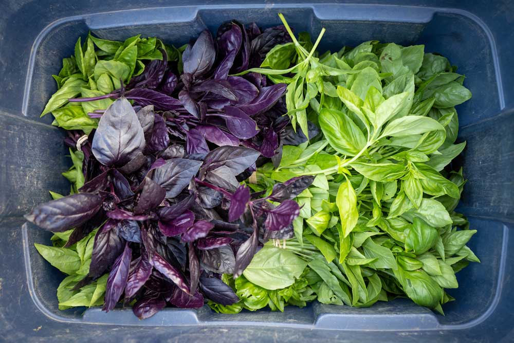 Purple and Green basil in a bin for farmers market