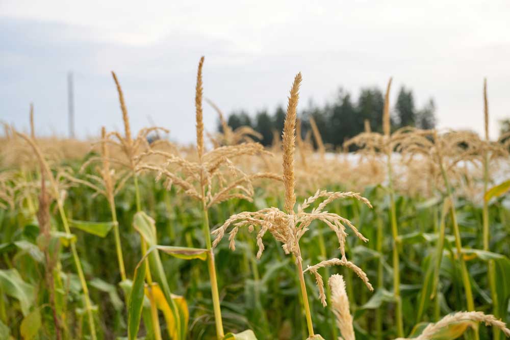 Corn field