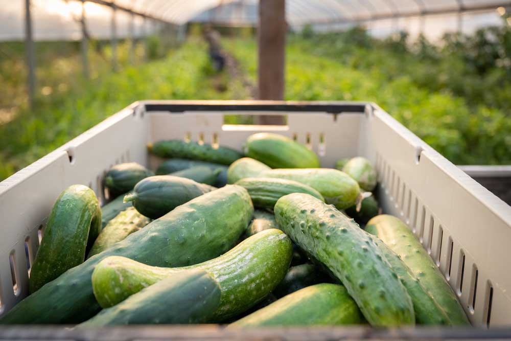 Cucumbers harvested for the CSA