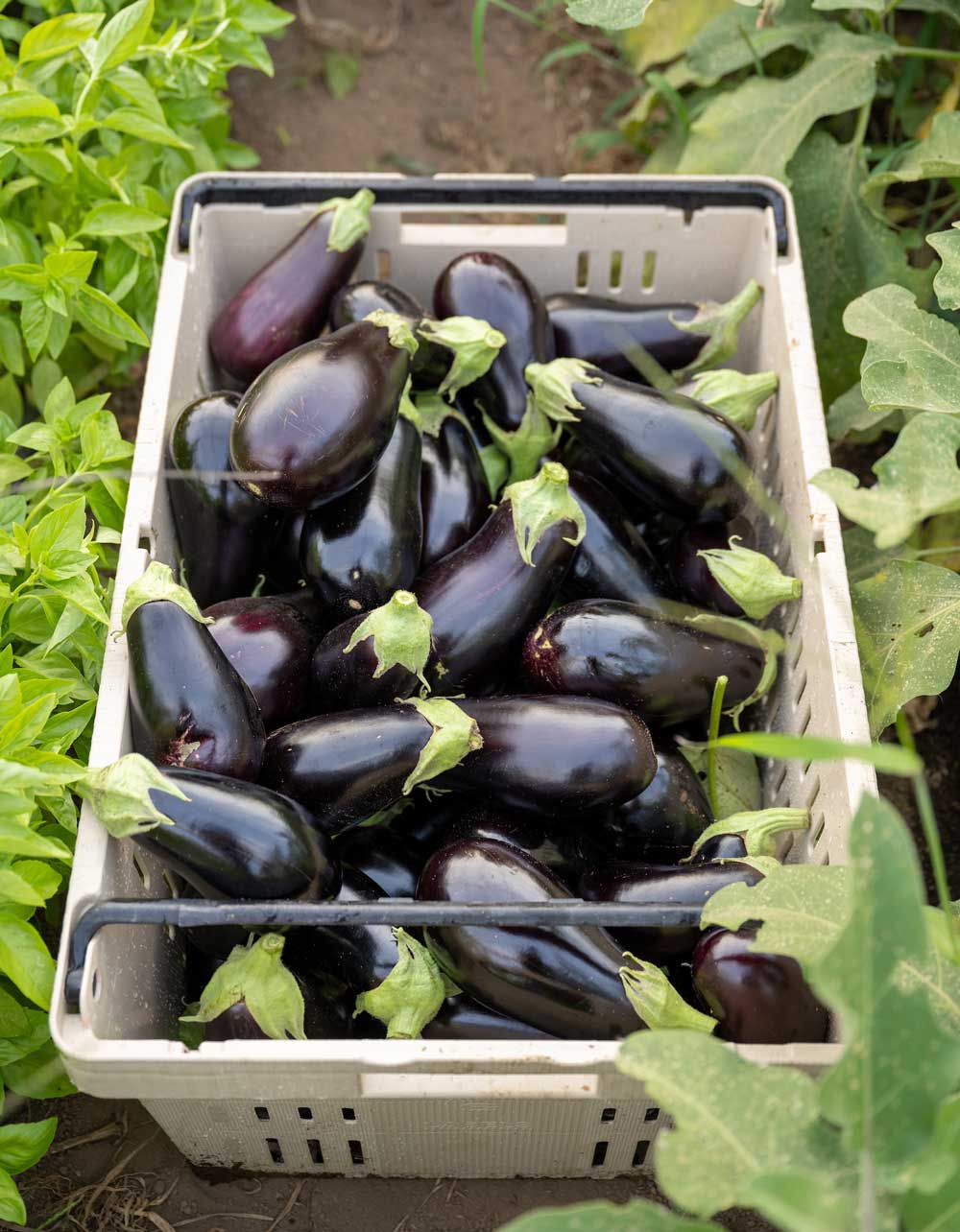 Eggplants harvested for our CSA