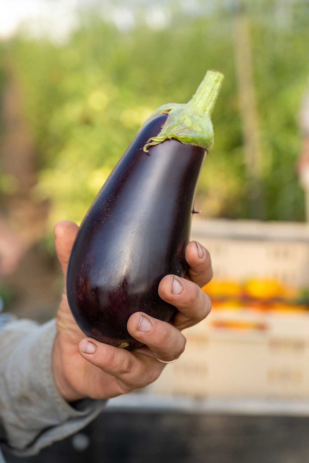 An eggplant for farmers markets or CSA