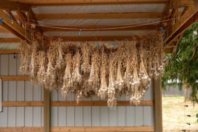 Garlic drying in our CSA pickup area
