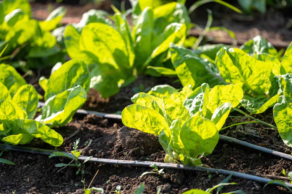 Glowing lettuce plants