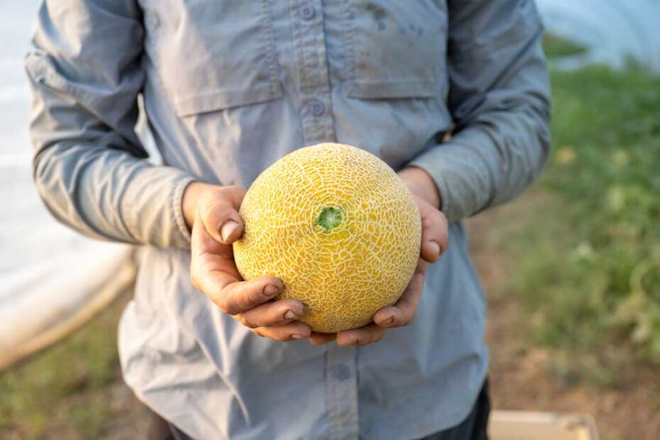 Melissa holding a melon for our CSA