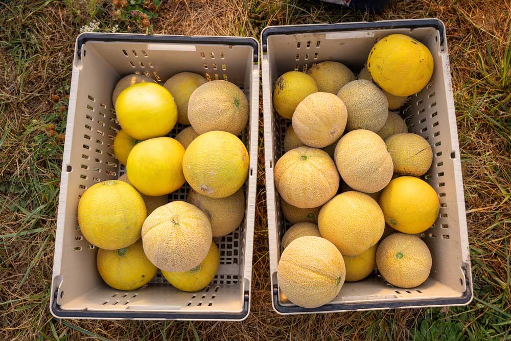 Melons harvested for our Oregon City CSA