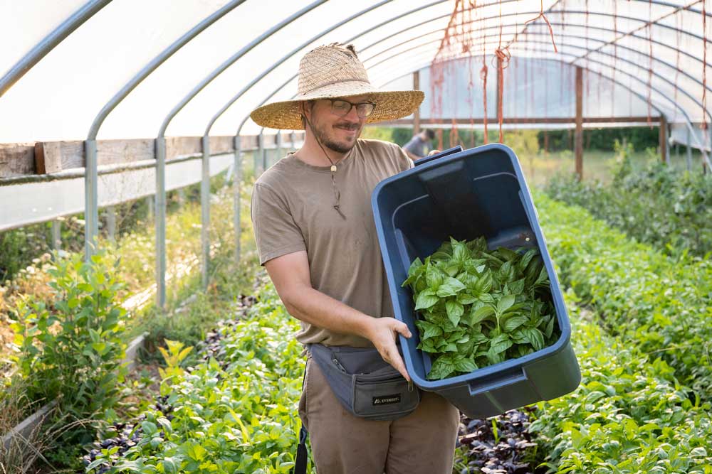 Nate shows off a bin on certified naturally grown basil