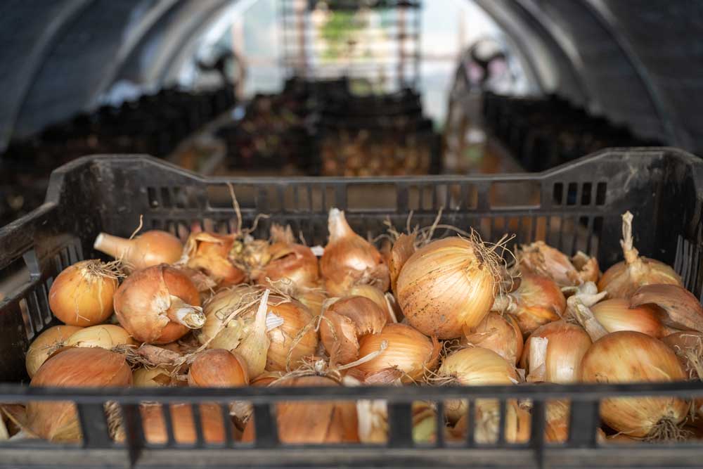 Onions in storage for sale at farmers markets or in our CSA