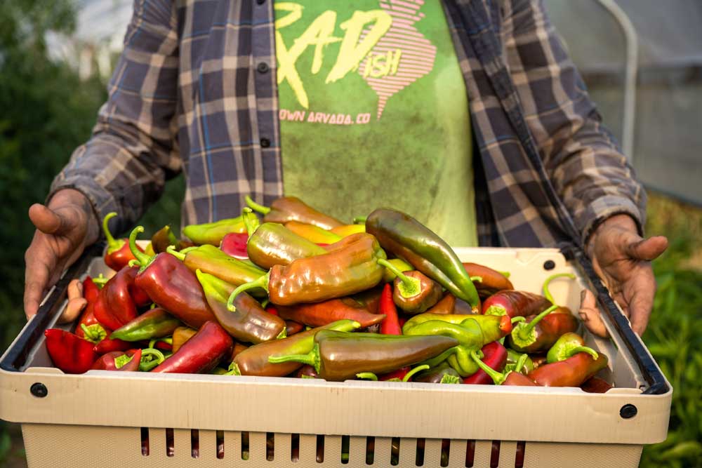 Peppers harvested for our Oregon City CSA