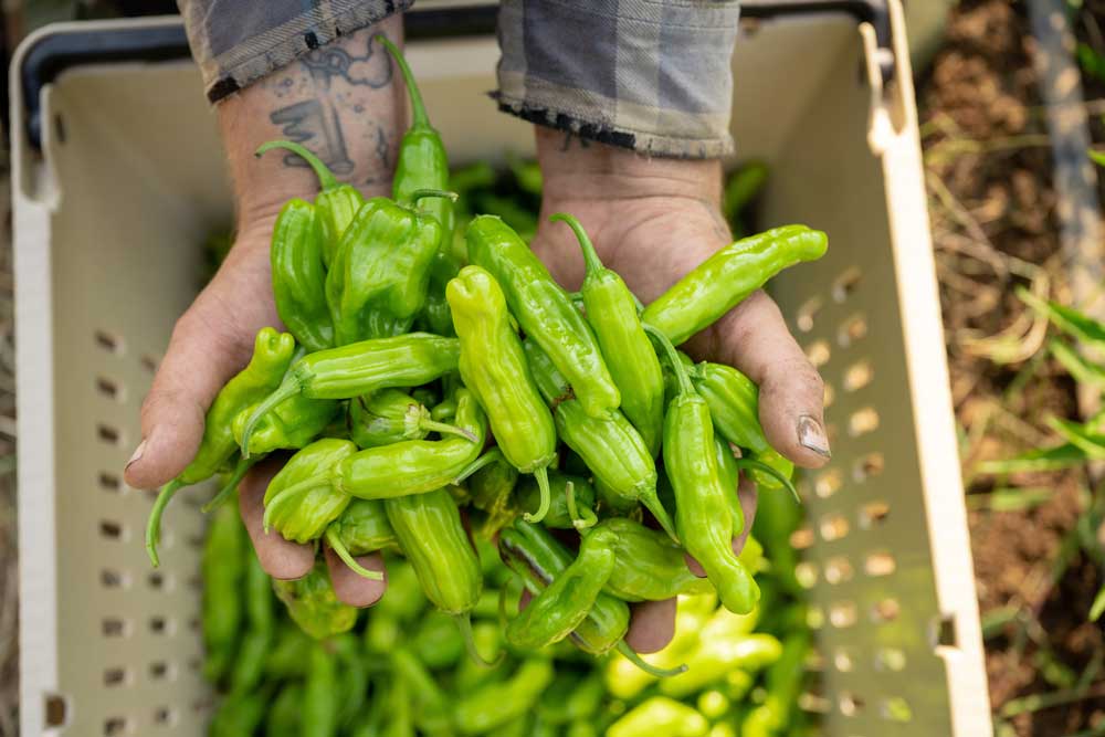 Harvested peppers in hands