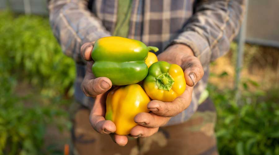 Peppers in dirty hands