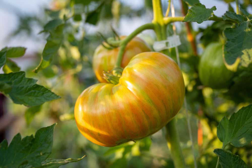 Tomatoes growing