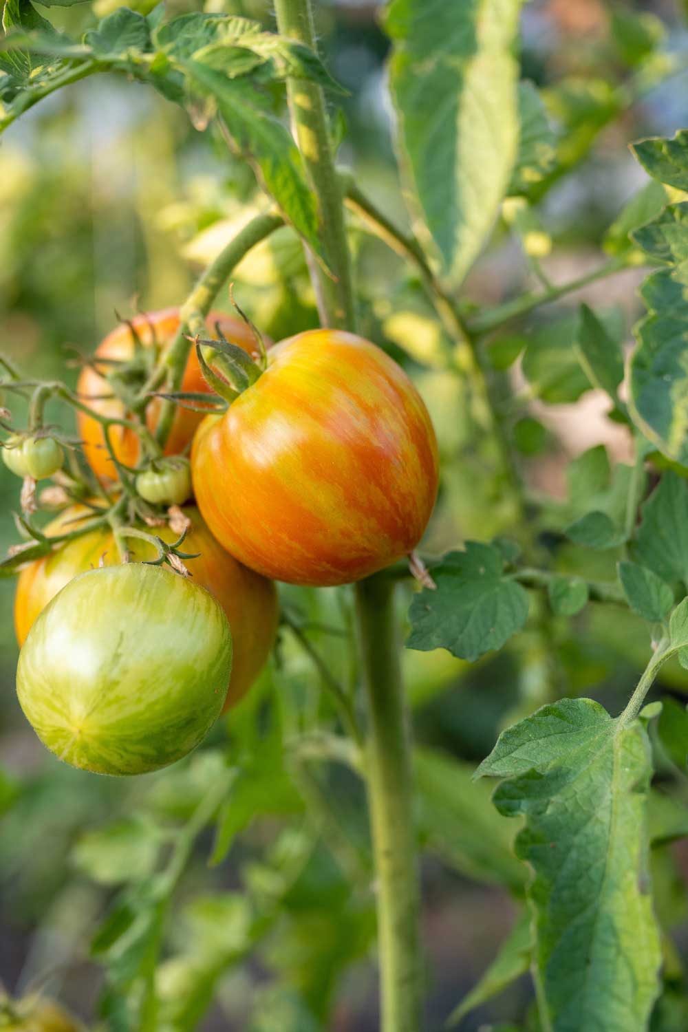 Tomatoes growing on the vine