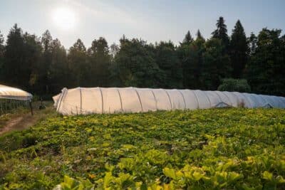 High Tunnels, in which we grown crops for our CSA and farmers markets