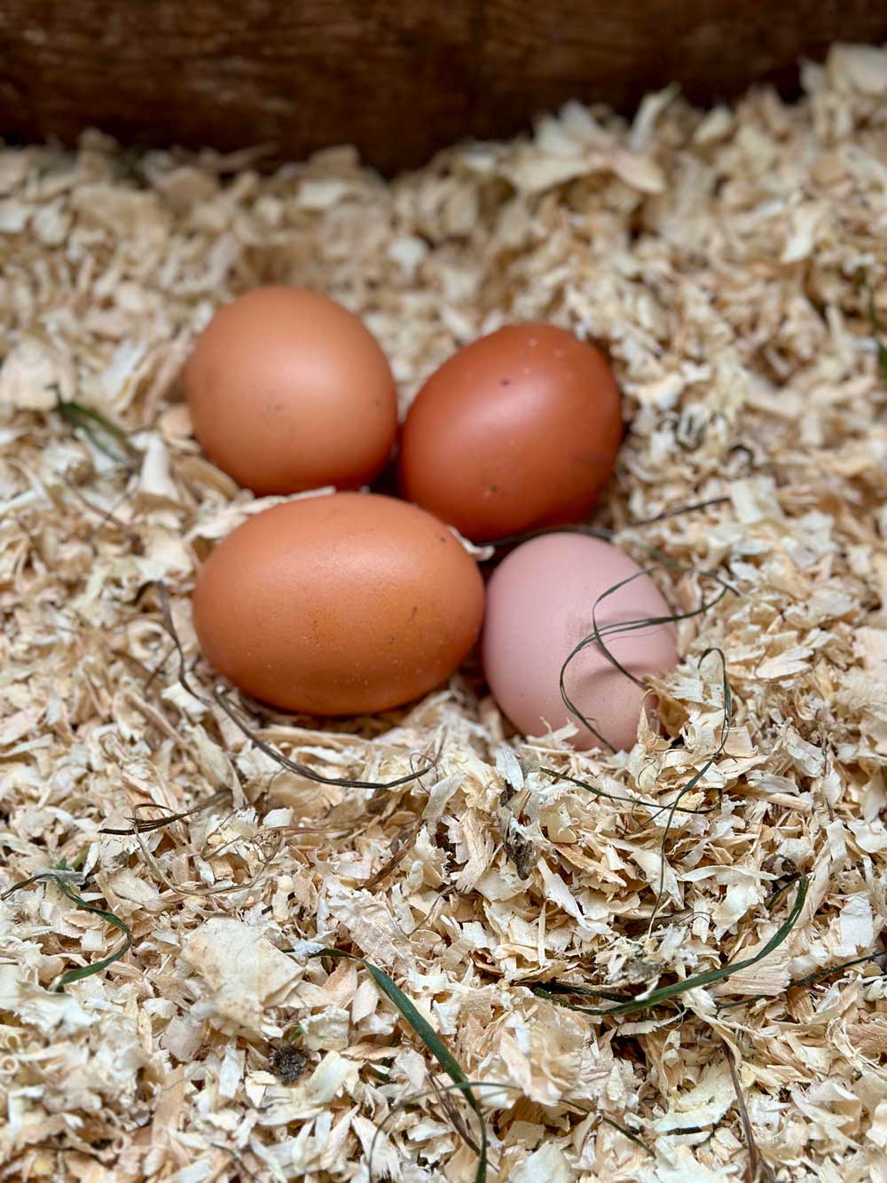 Eggs from Canyon Creek Farm, available as an add on to the Sun Love Farm CSA