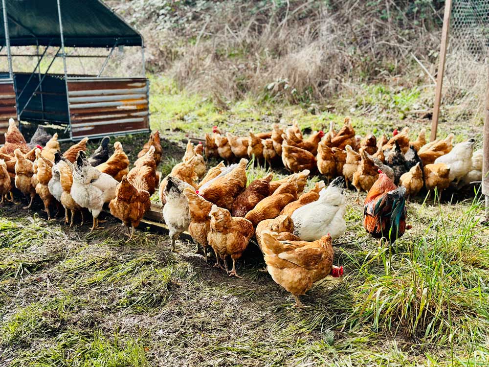 Chickens from Canyon Creek Farm, who we've partnered with for an egg share add on to our CSA