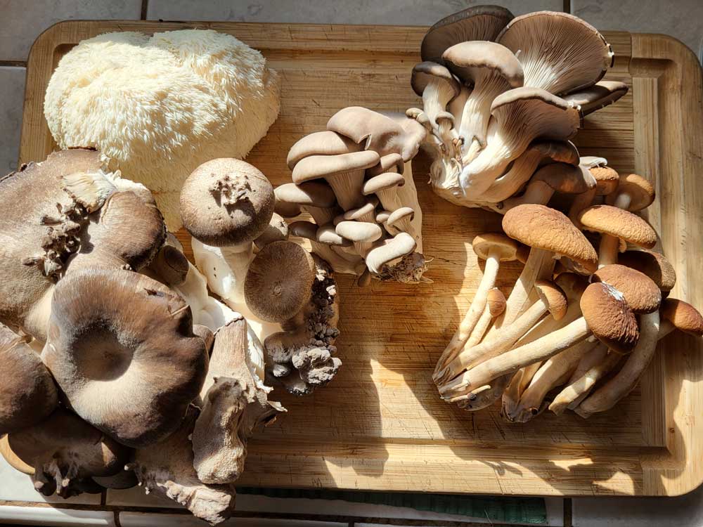 Mushrooms from Brown Bottle farm which you can add on to your CSA share from Sun Love Farm